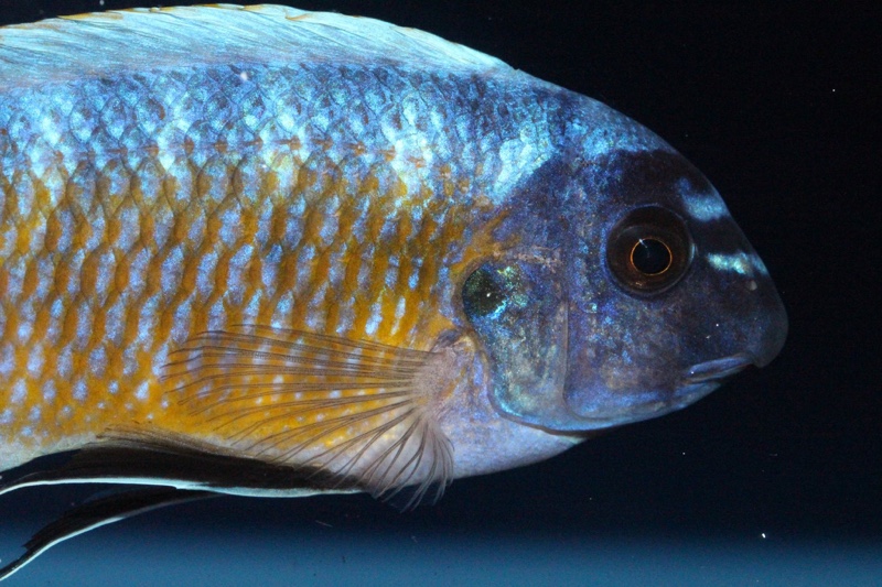 Labeotropheus fuelleborni 'Katale Island'